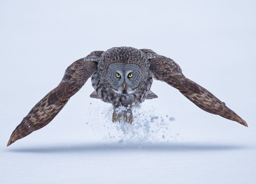 Fighter Jet by © fred lemire
Great Grey Owl taking off!
