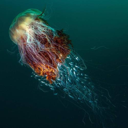 geographicwild:
“ .
The overall winning picture is of a lion’s mane jellyfish. Phot by @georgestoyle . #BritishWildlife #British #Uk #Jellyfish #Winning
”