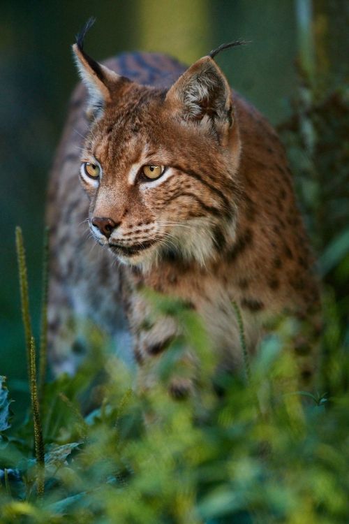 Male Lynx by © Stefan Rosengarten