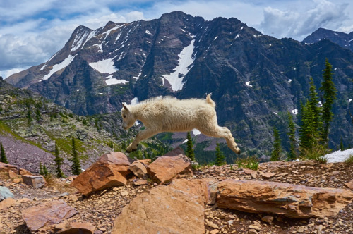 americasgreatoutdoors:
“ This little mountain goat is ready for the weekend. Found on western public lands like Glacier National Park in Montana, mountain goats thrill visitors with their acrobatic feats. Often seen on steep, rocky slopes, they...