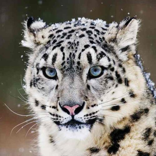 Snow Leopard by © Klaus Honal