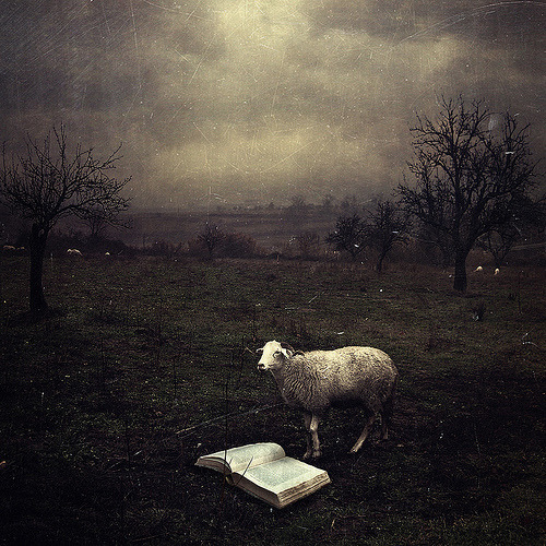 La oveja lectora