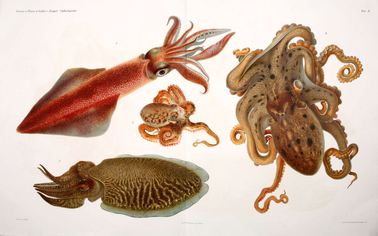 Image result for Octopus, cuttlefish, and squid
