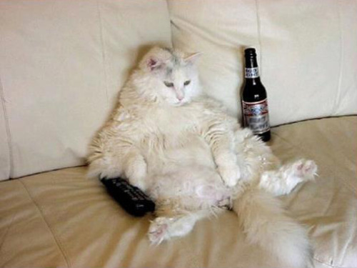 Image result for fat lazy cats
