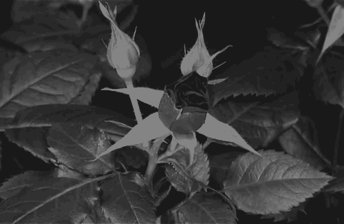 Image result for black roses gif
