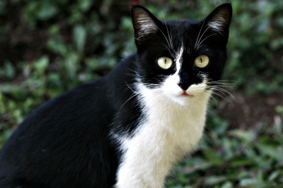 black-and-white-cat.jpg