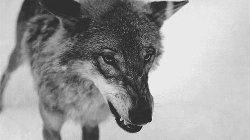 Resultado de imagem para gifs tumblr lobos
