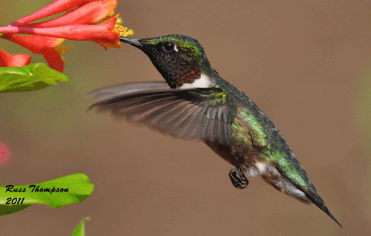 Resultado de imagen de hummingbirds