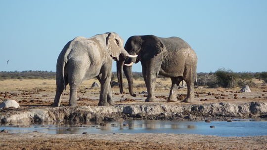 Aventura 4x4 por Botswana y Namibia - Blogs de Africa Sur - Kubu Island-Nxai Pan (13)
