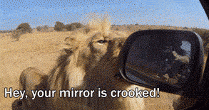 Лев снимает зеркало