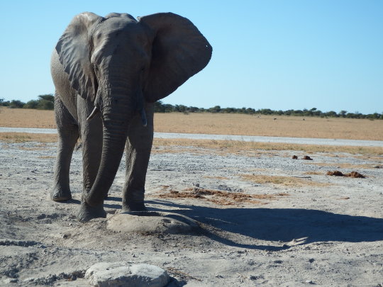 Aventura 4x4 por Botswana y Namibia - Blogs de Africa Sur - Kubu Island-Nxai Pan (12)