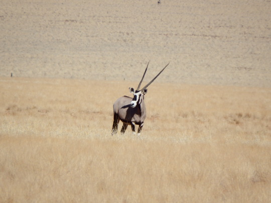 Deadvlei - Aventura 4x4 por Botswana y Namibia (4)