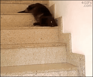 Кот на лестнице