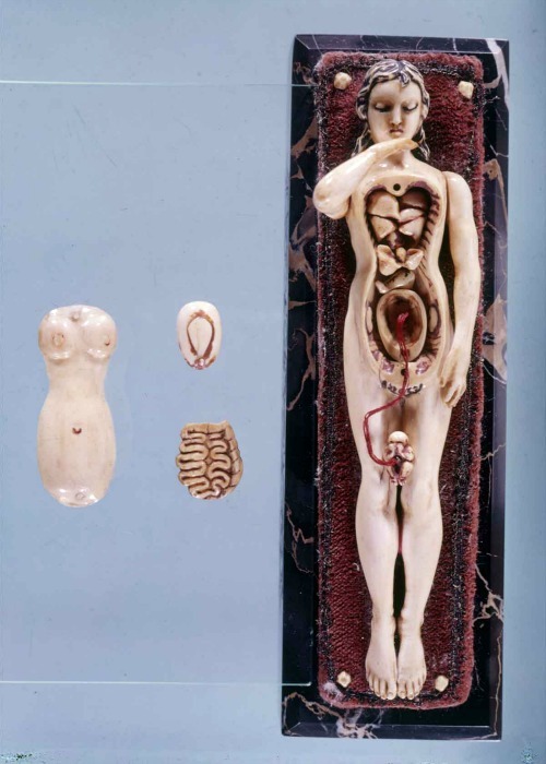 frenchtwist: “ Anatomical Manikin with removable organs via Dream Anatomy, c. 1500-1700 Also ”