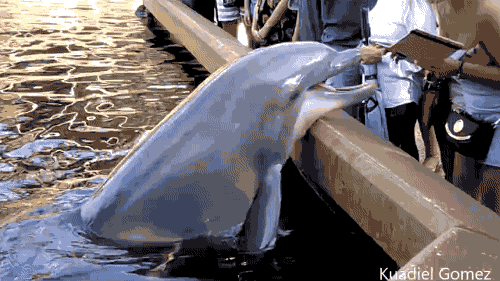 Умный дельфин