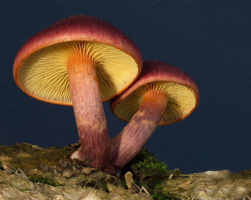 Mushroom Picture Blog