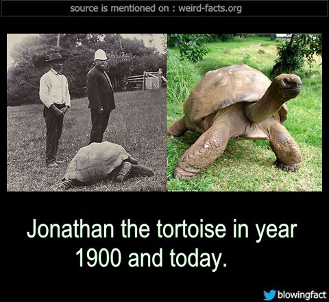 Resultado de imagen para tortoise einstein
