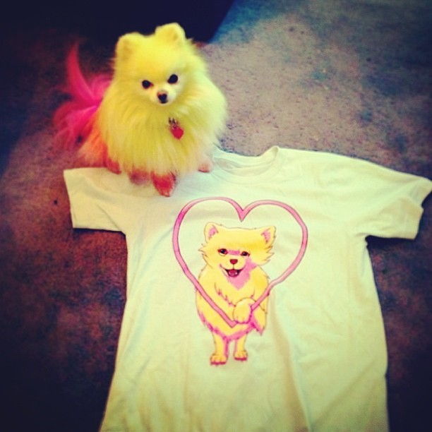 This Pomeranian thinks it’s cute enough to be a tee shirt cover girl.
And it’s right.
