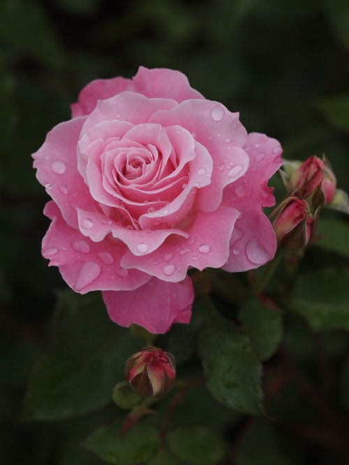 Te regalo una rosa - Página 13 Tumblr_nu68dpTTdo1qat5pio1_500
