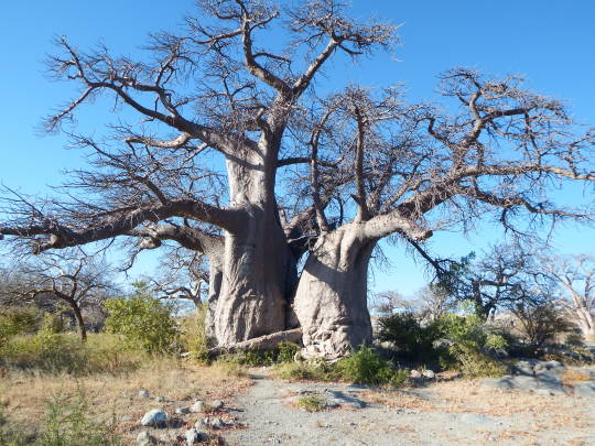 Aventura 4x4 por Botswana y Namibia - Blogs de Africa Sur - Serowe-Kubu Island (13)