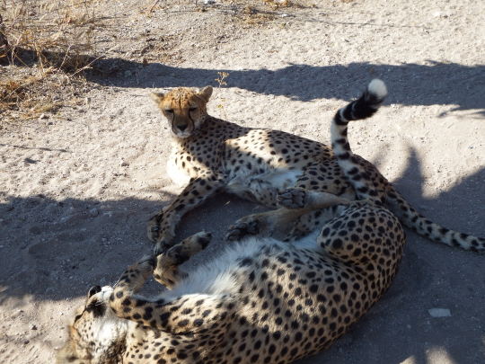 Etosha-Otjitotongwe cheetah farm - Aventura 4x4 por Botswana y Namibia (8)