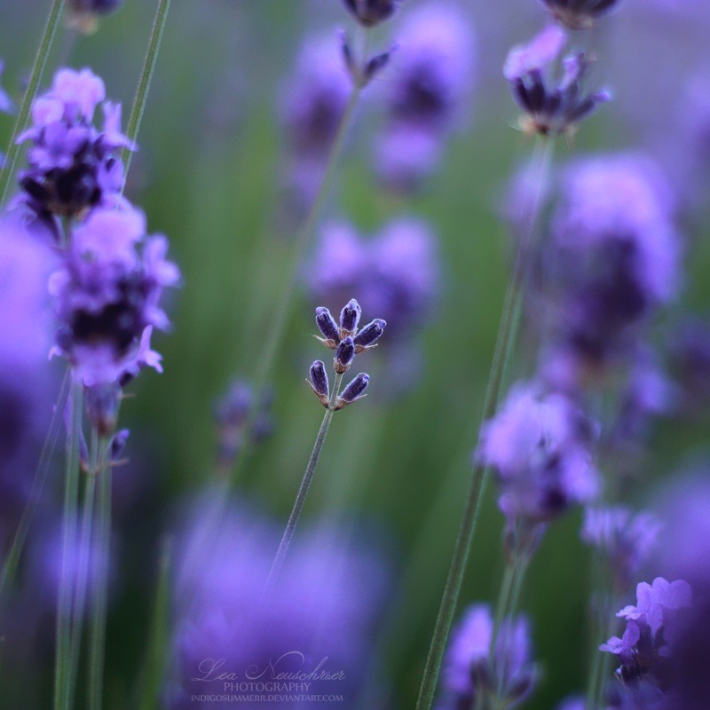 blooms-and-shrooms:
“25/52 - Lavender by IndigoSummerr
”