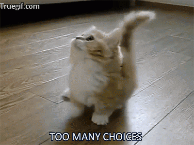 A kitten trying to make choices