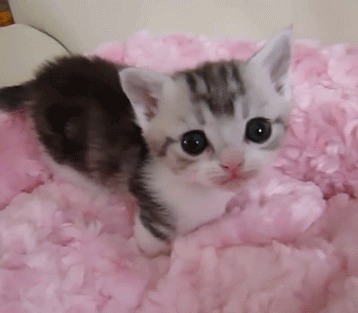 Мелкий котенок