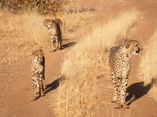 Etosha-Otjitotongwe cheetah farm - Aventura 4x4 por Botswana y Namibia (9)