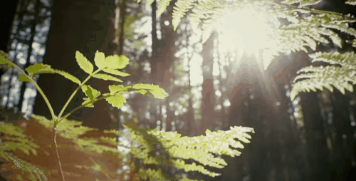 El bosque me atrapa | Rosie Tumblr_o5hktcjKqq1ulo0ooo1_500