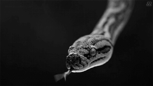 ผล๥าร๨้นหารูปภาพสำ​หรับ tumblr snake