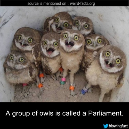 A Group Of Owls Is Called A 56