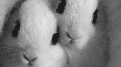 ผล๥าร๨้นหารูปภาพสำ​หรับ tumblr rabbit