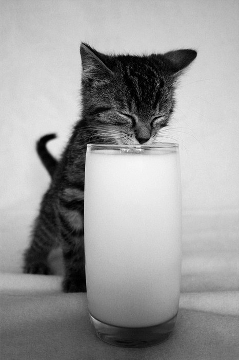 Straight up wasted on milk, y'all.