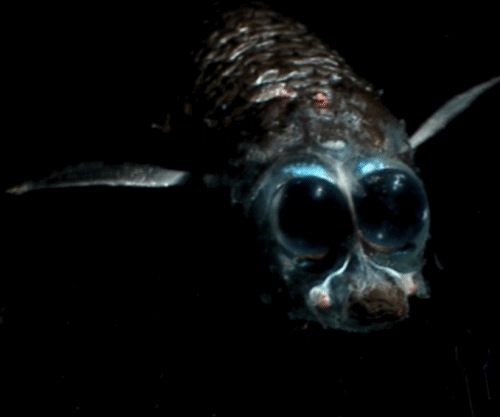 Bilderesultat for deep deep sea creatures gifs