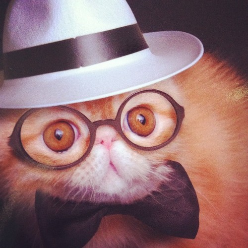 richcatsofinstagram:
“ My sunday best. by xambax  #rcoi
”
He’s the Truman Capote of the cat world.